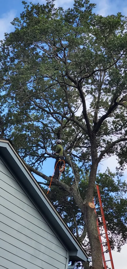 Tree Trimming in Houston, TX by EZ Tree Service