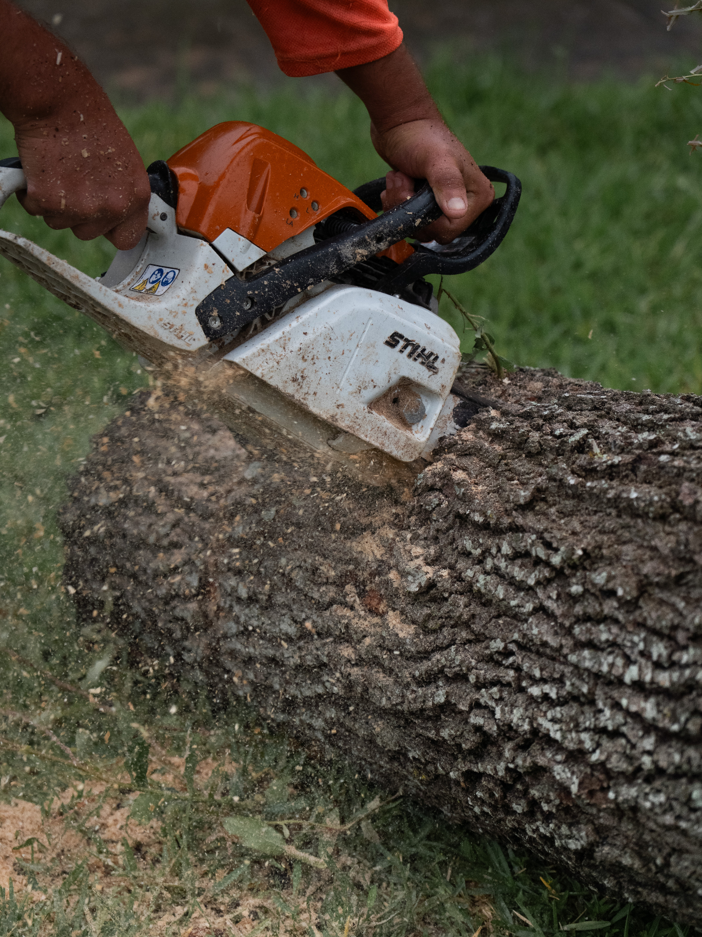 Tree Removal in Houston, TX by EZ Tree Service