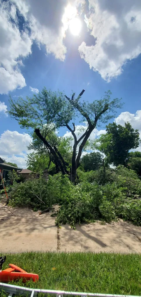 Land Clearing in Houston, TX by EZ Tree Service